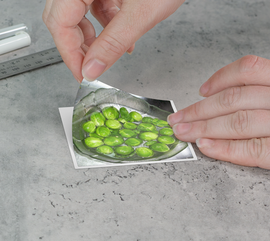 Sticker | 3 x 3 | Brussel Sprouts