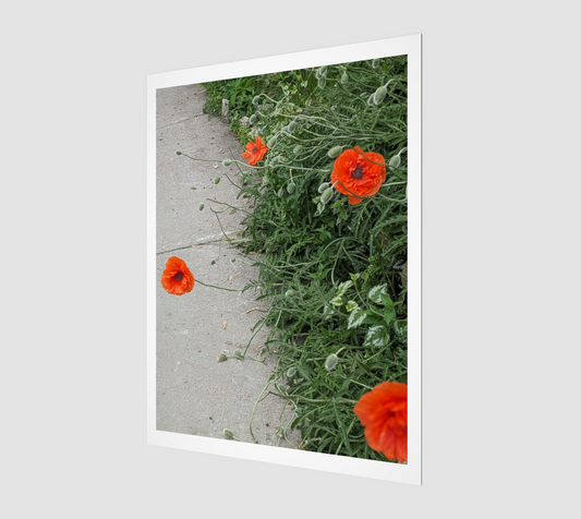 Art Print | Poppies