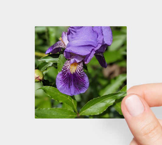 Sticker | 3 x 3 | Iris