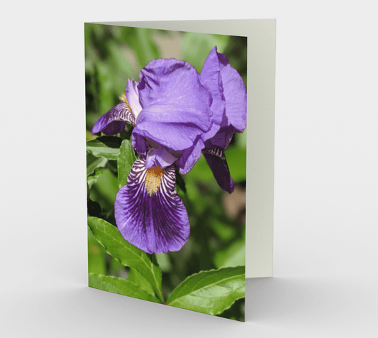 Blank Greeting Card | 5 x 7 | Purple Iris