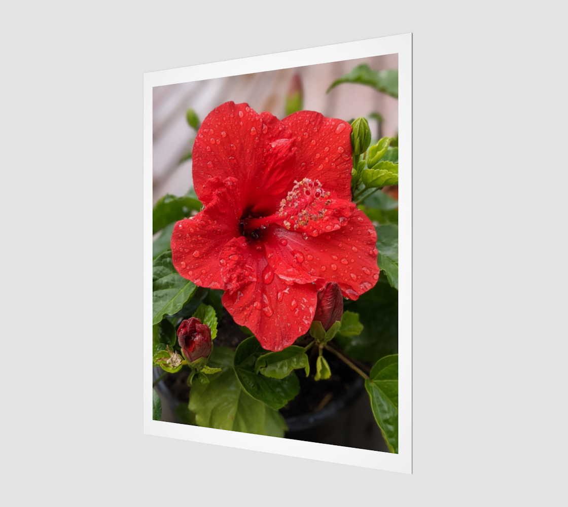 Art Print | Hibiscus with Droplet